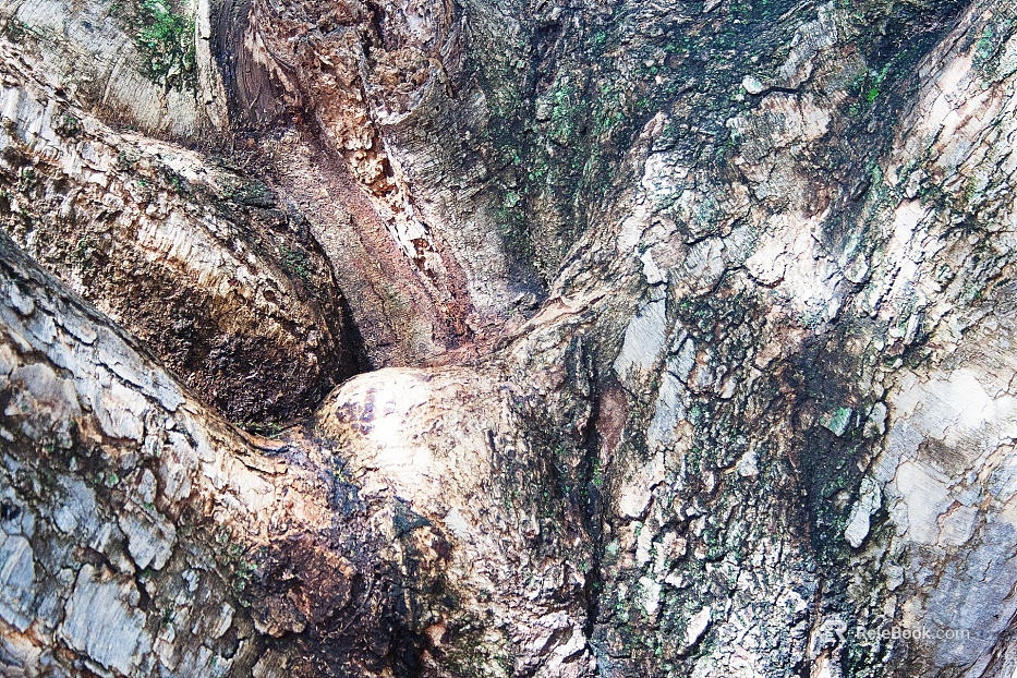 bark texture