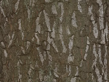 bark texture (ID:ffaeg54270)