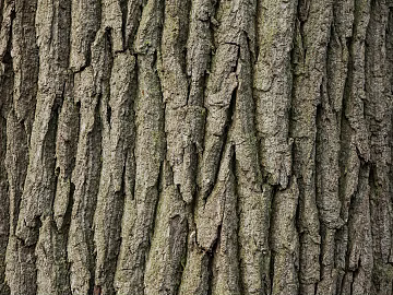 bark texture (ID:ffabg49787)