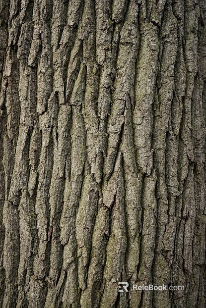 bark texture