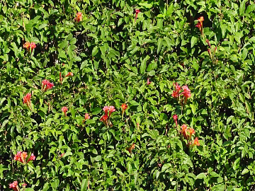 Plants texture (ID:ffagg85661)