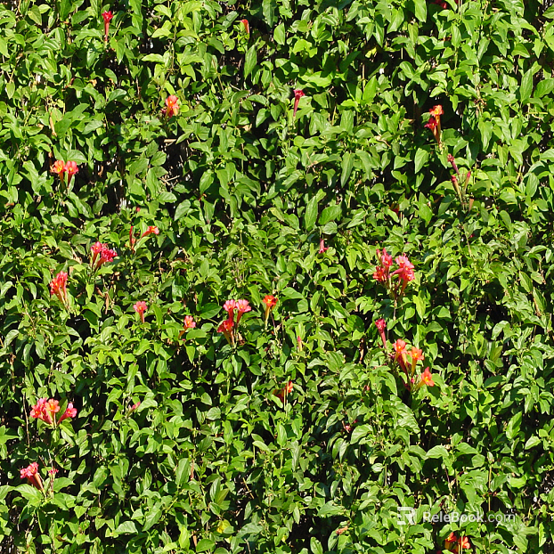 Plants texture