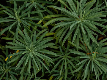 Plant painting texture (ID:ffabg21707)