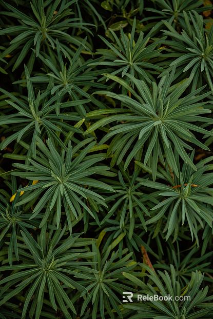 Plant painting texture