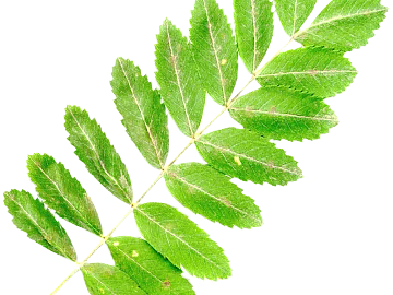 leaves texture (ID:ffabf6714)