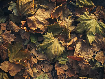 leaves texture (ID:ffabg69941)
