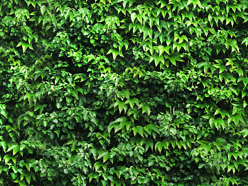 Plants texture (ID:ffaeg75558)