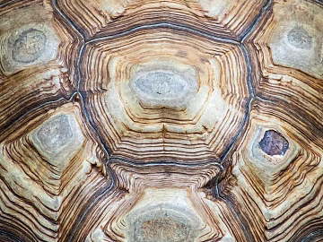 bark texture (ID:ffabg00067)