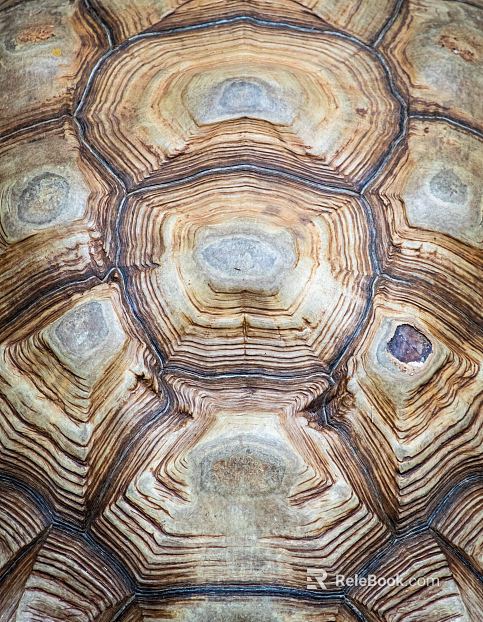 bark texture