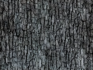bark texture (ID:ffach203554)