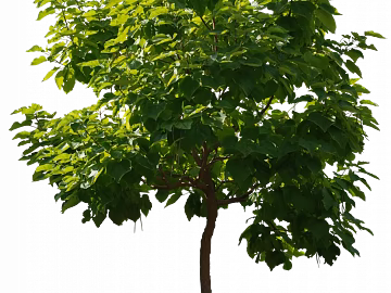 Plants texture (ID:ffacg29988)