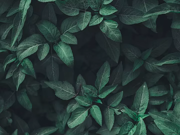 Plants texture (ID:ffaag78517)