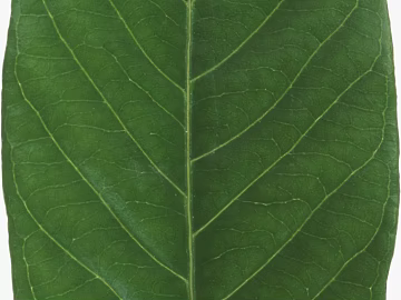 leaves texture (ID:ffaag15209)