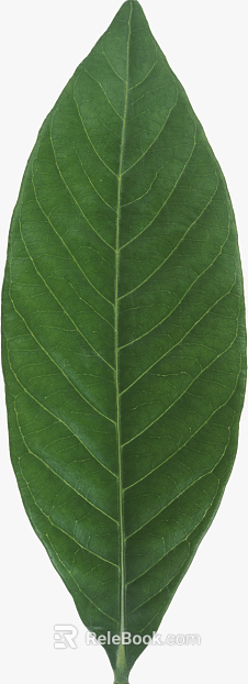 leaves texture