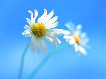 Flowers texture (ID:ffaeg62526)