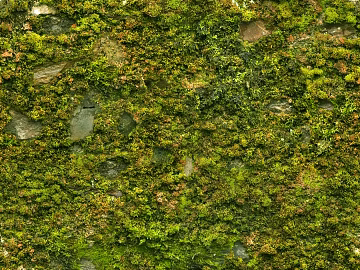 moss texture (ID:ffach852146)