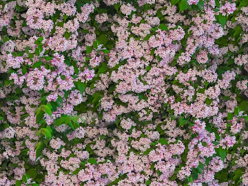 shrub flowers bushes texture (ID:ffaeh010117)