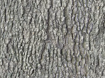 ancient tree bark texture (ID:ffhee110)