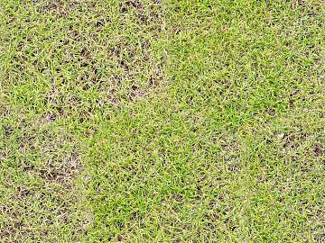 Grassland texture (ID:ffach244365)