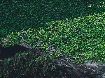 Plant painting texture (ID:ffagg50935)