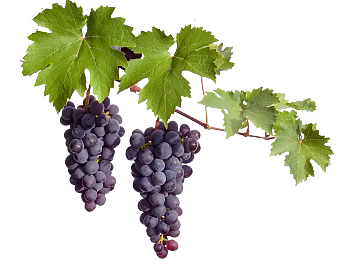 Deep purple grape plant fruit texture (ID:ffaeh432339)
