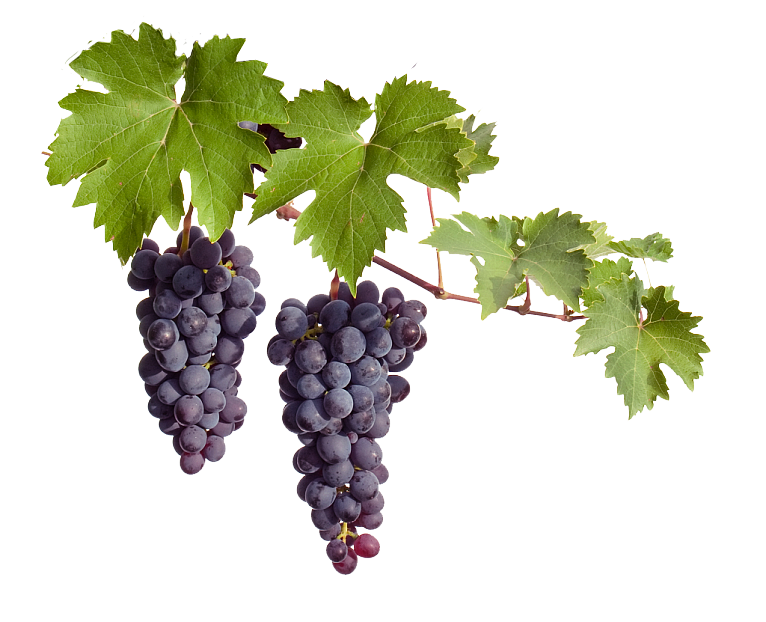 Deep purple grape plant fruit texture