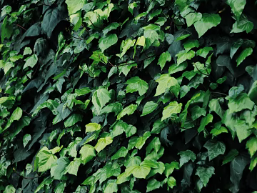 Plants texture (ID:ffagg79303)