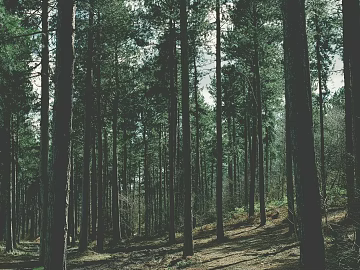 Wild Scenery texture (ID:ffajg46308)