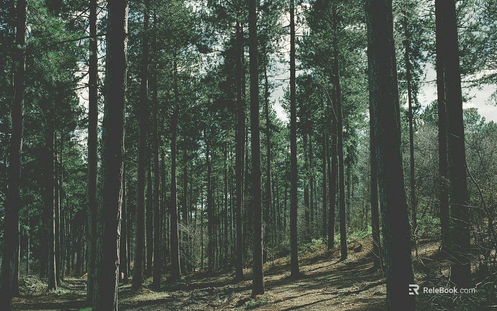 Wild Scenery texture