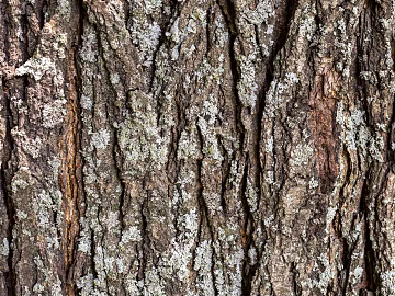 Natural Element Bark Structure Bark Surface Front View texture (ID:ffach227303)