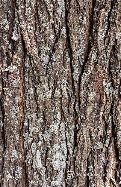 Natural Element Bark Structure Bark Surface Front View texture