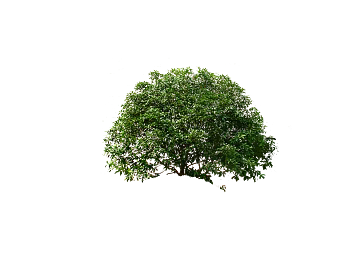 Plants texture (ID:ffagg98347)