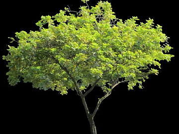 Plants texture (ID:ffagg58599)