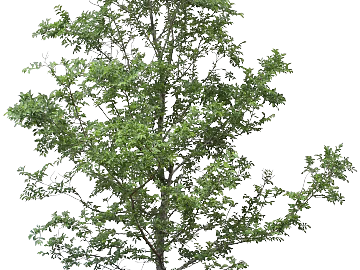 Plants texture (ID:ffaeg63041)