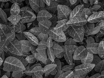 Black and White Bump texture (ID:ffaag80461)