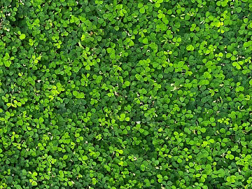 Grassland texture (ID:ffaeg11458)