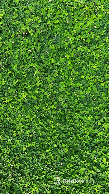 Grassland texture