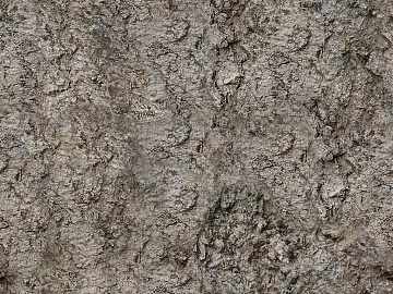 bark texture (ID:ffaeg01049)