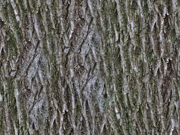 bark texture (ID:ffaeg01160)