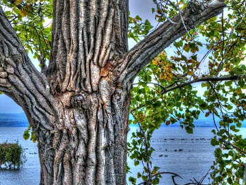 Tree texture (ID:ffaag13522)