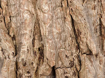 bark texture (ID:ffach010206)