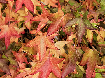 Plants texture (ID:ffagg26445)