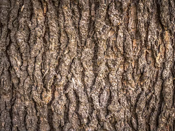 bark texture (ID:ffabg80861)