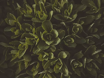 Plants texture (ID:ffagg37335)