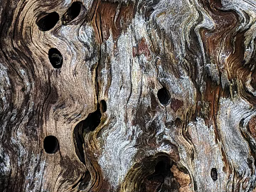 bark texture (ID:ffabg70377)