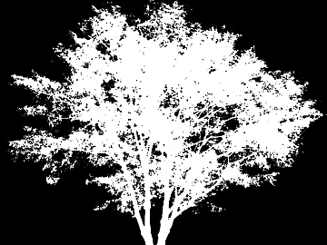 black and white tree shadow texture (ID:ffajg54469)