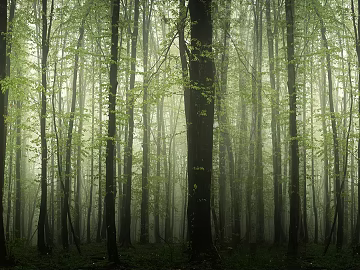 Forest texture (ID:ffaeg25068)