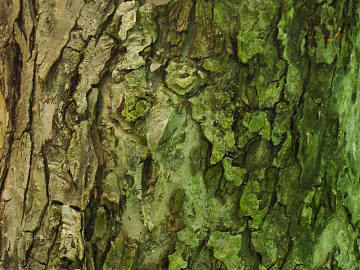 bark texture (ID:ffacg44252)