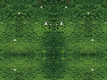 Plant wall texture (ID:ffaeg19546)