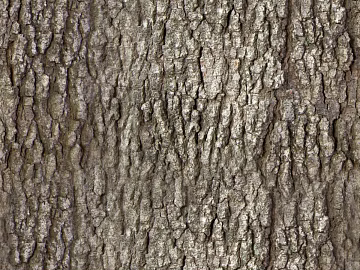 bark texture (ID:ffabg68708)